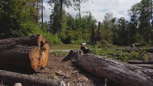 Best Tree Preservation Services  in Beaver, UT